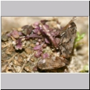 Aphrophora alni - Erlenschaumzikade 08a 8mm Paarung.jpg